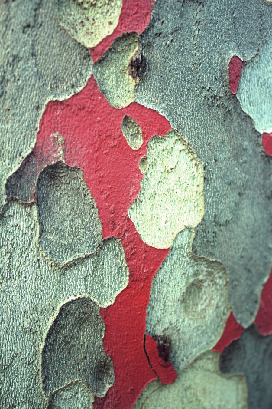 The colours of nature