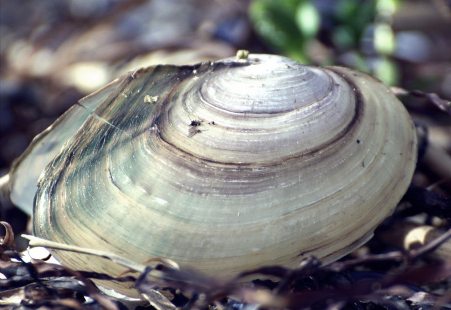 Shell