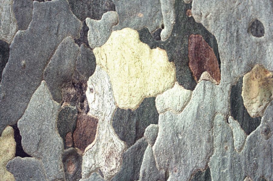 The colours of nature