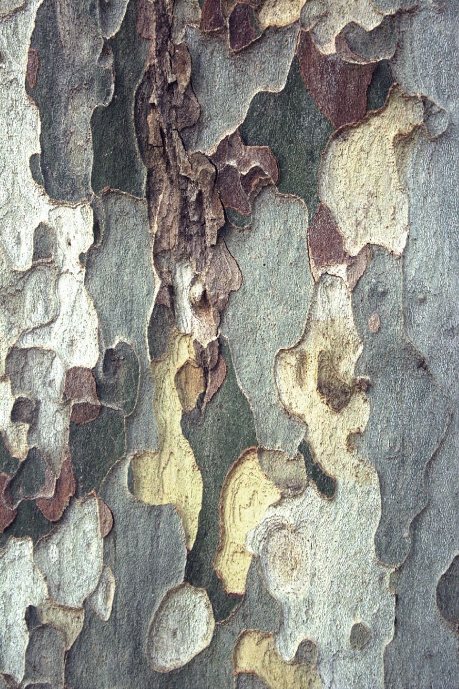 The colours of nature