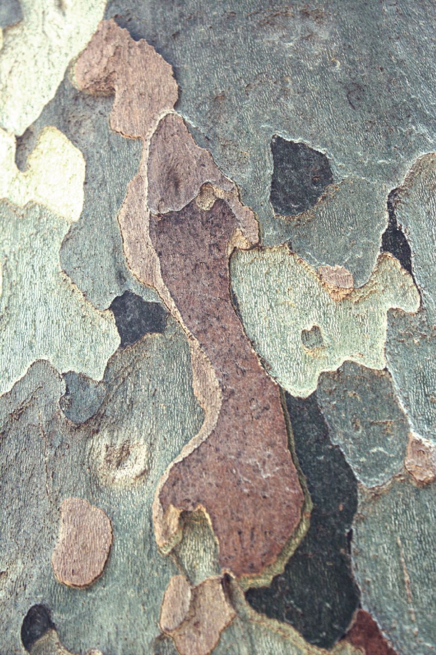 The colours of nature