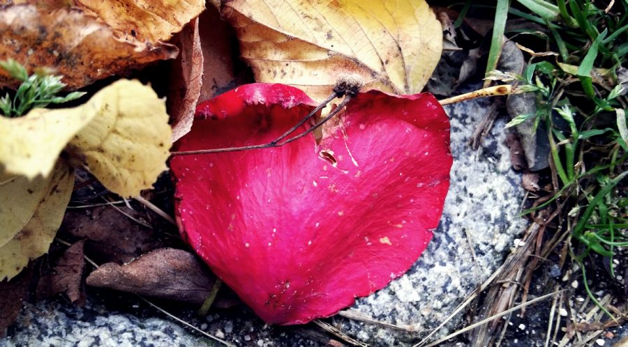 Autumn