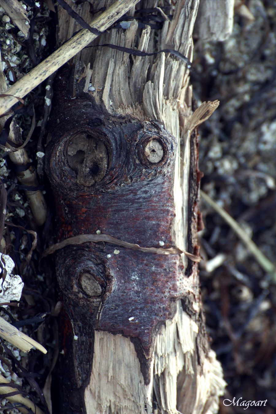 What do you see?