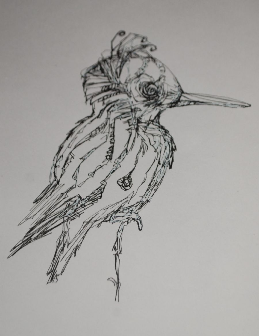 Fugl