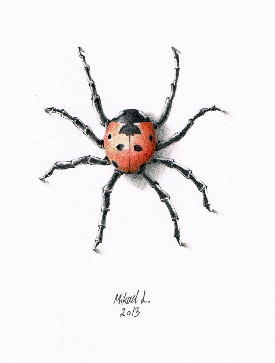 spider