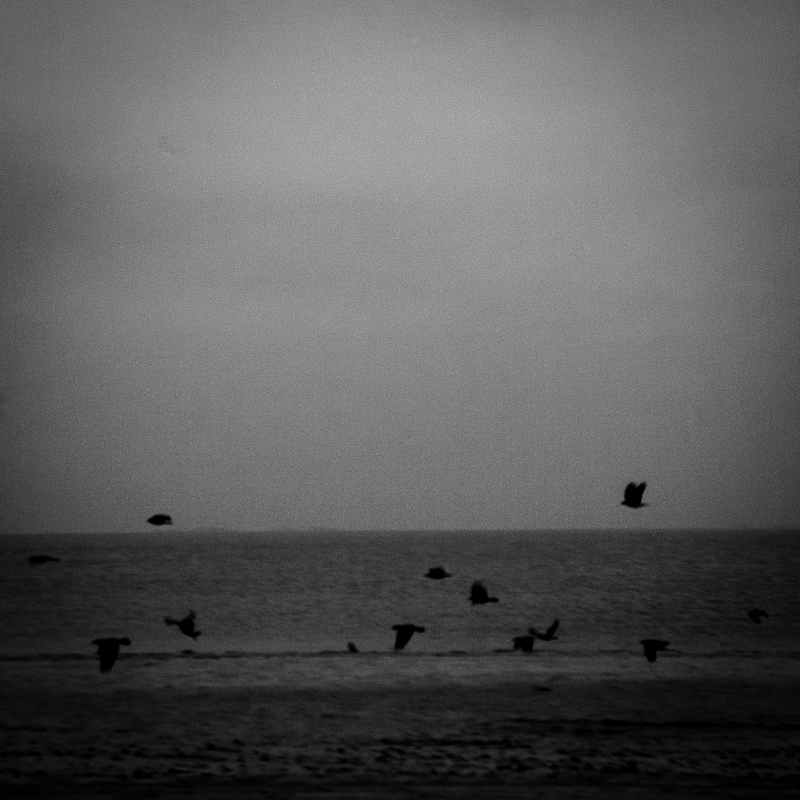 "Black birds"