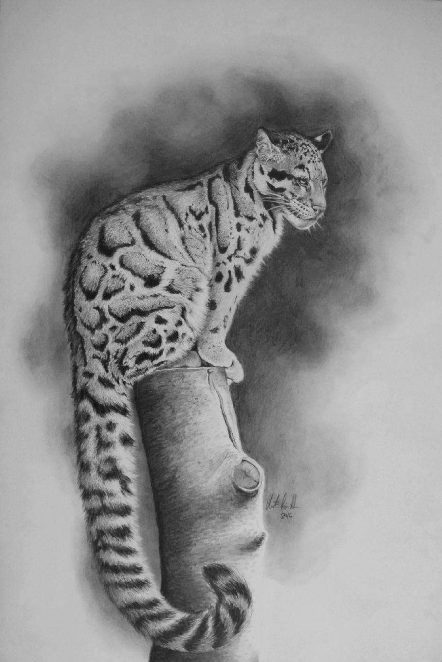 Clouded Leopard