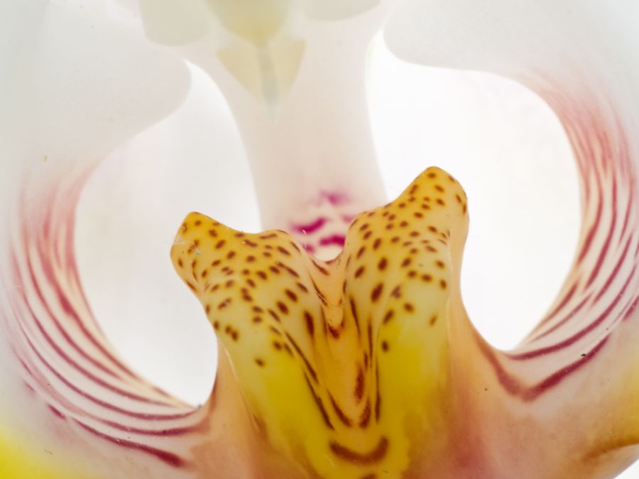 Orchidé