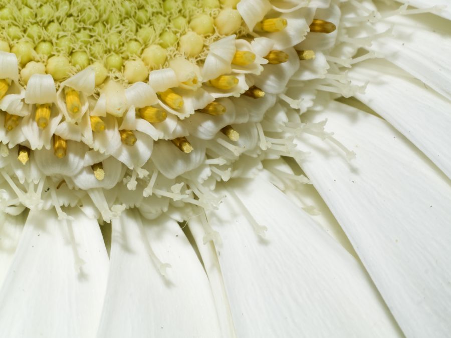 Gerbera