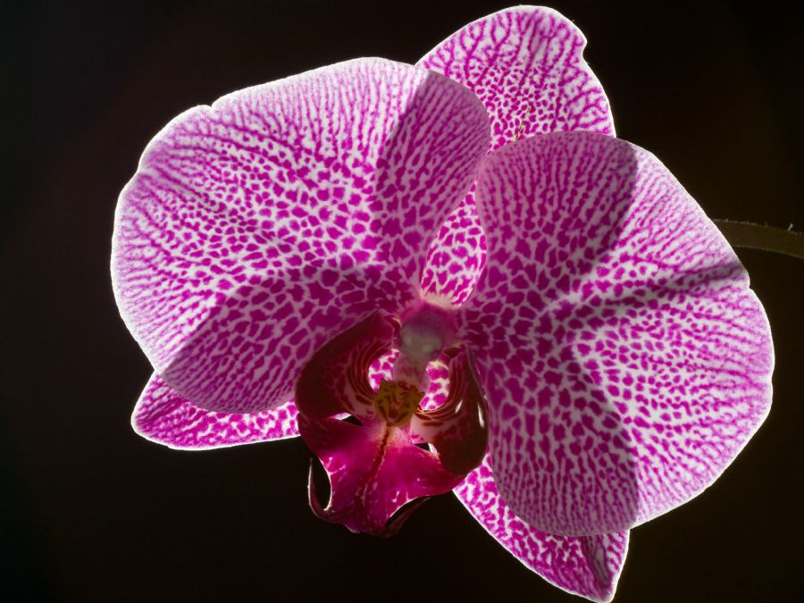 Orchidé