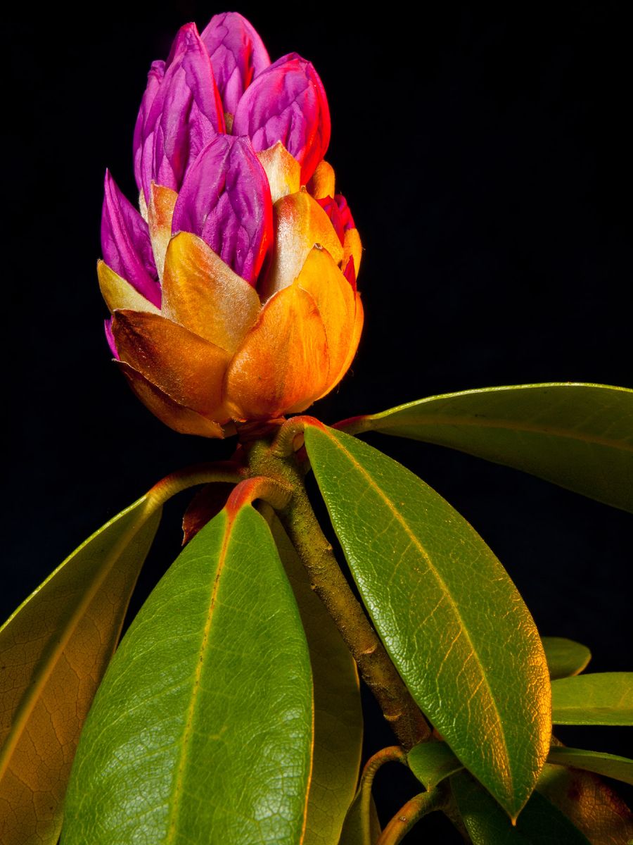 Rhododendron