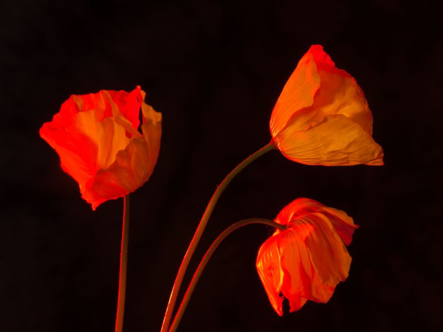 Gul blomst