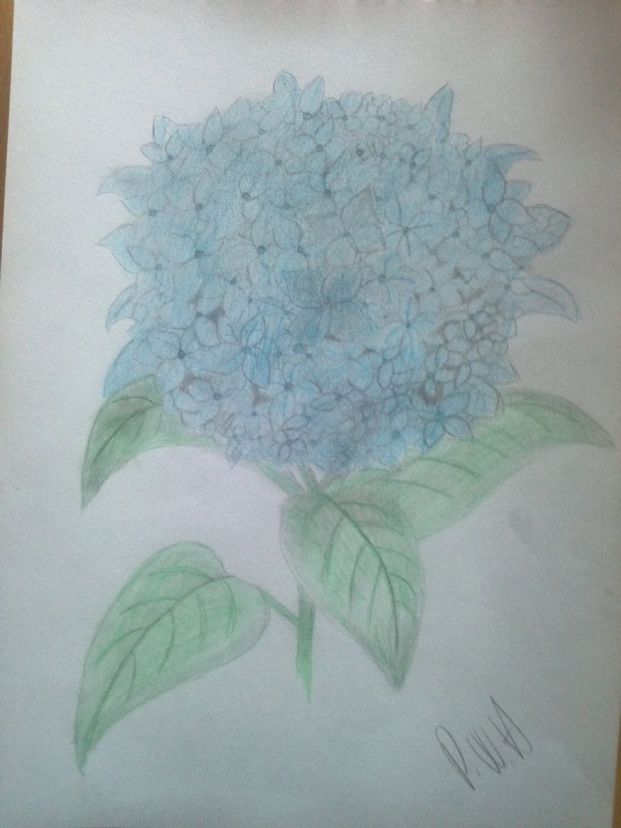 hortensia