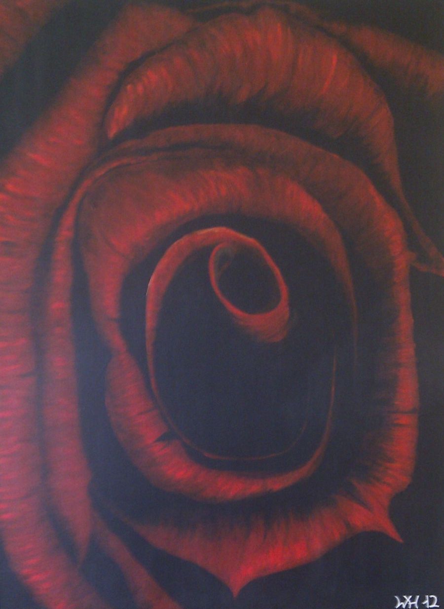 Rød sort rose