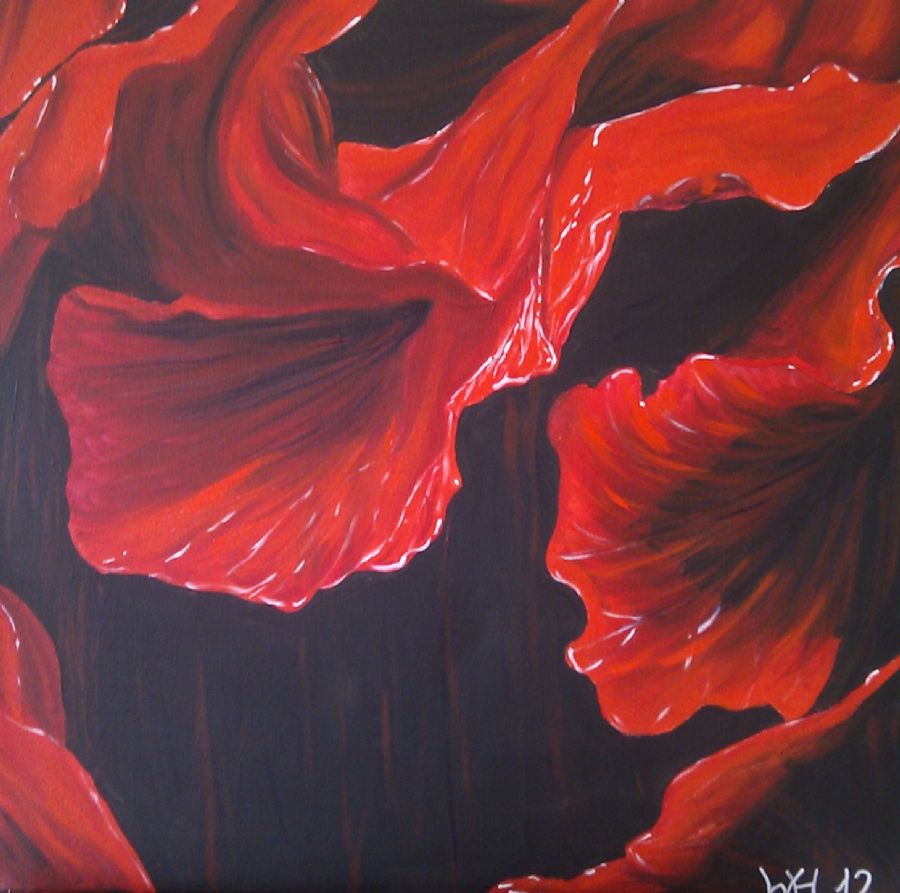 Rød fransk anemone 1