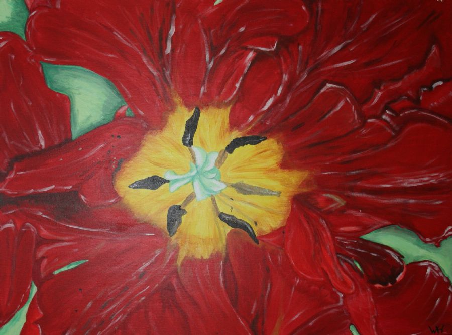 Rød tulipan