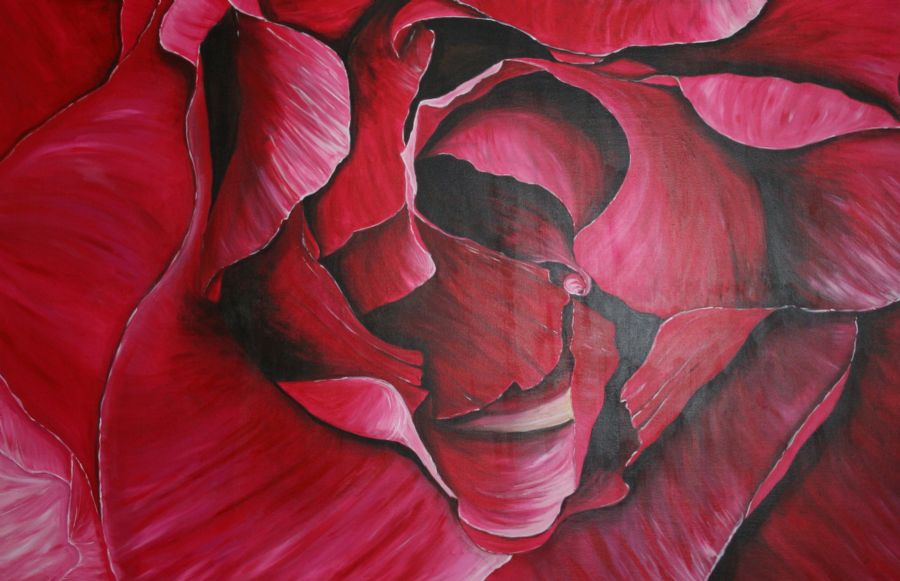Pink rose