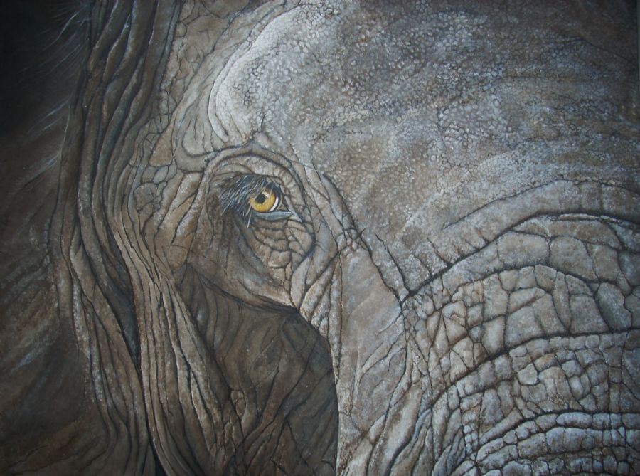 elephant eye