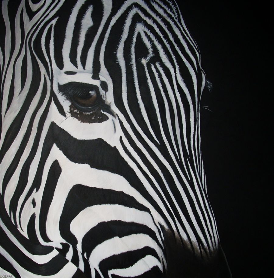 zebra