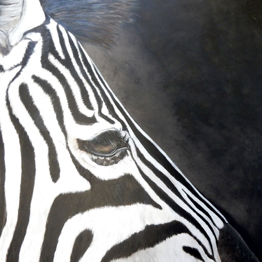zebra eye