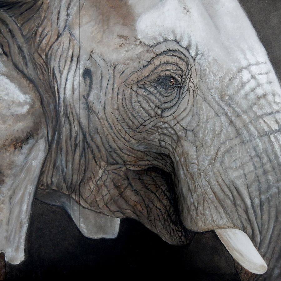 elephant