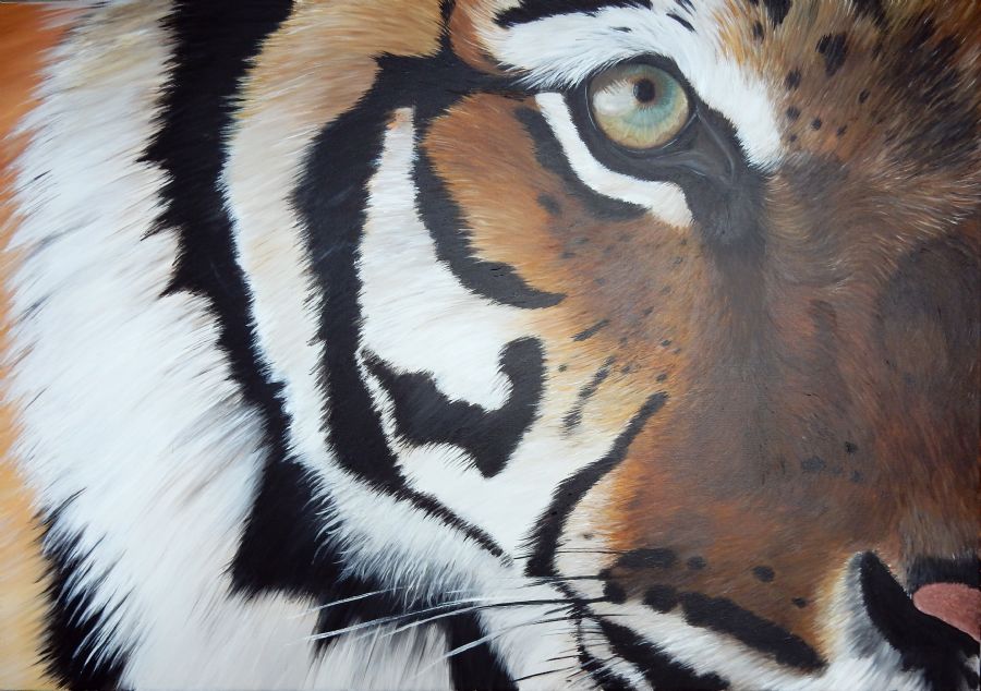 tiger