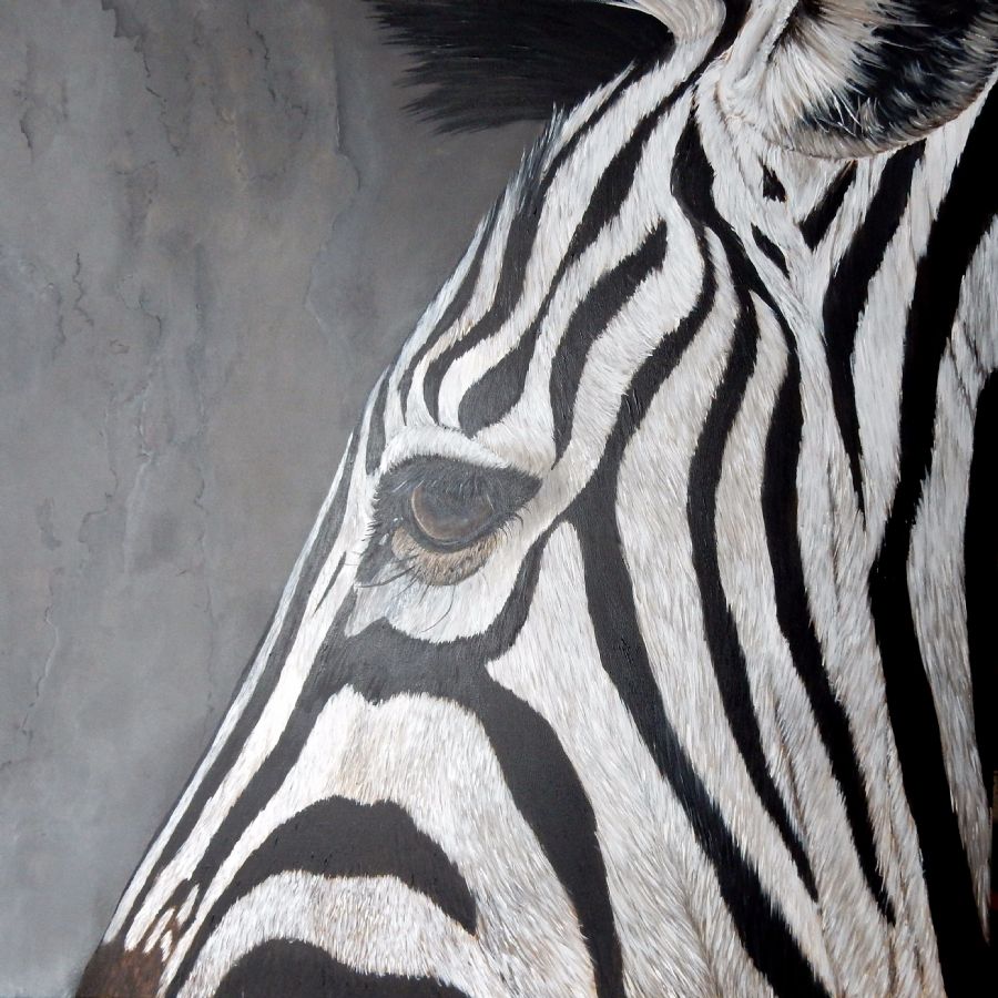 zebra