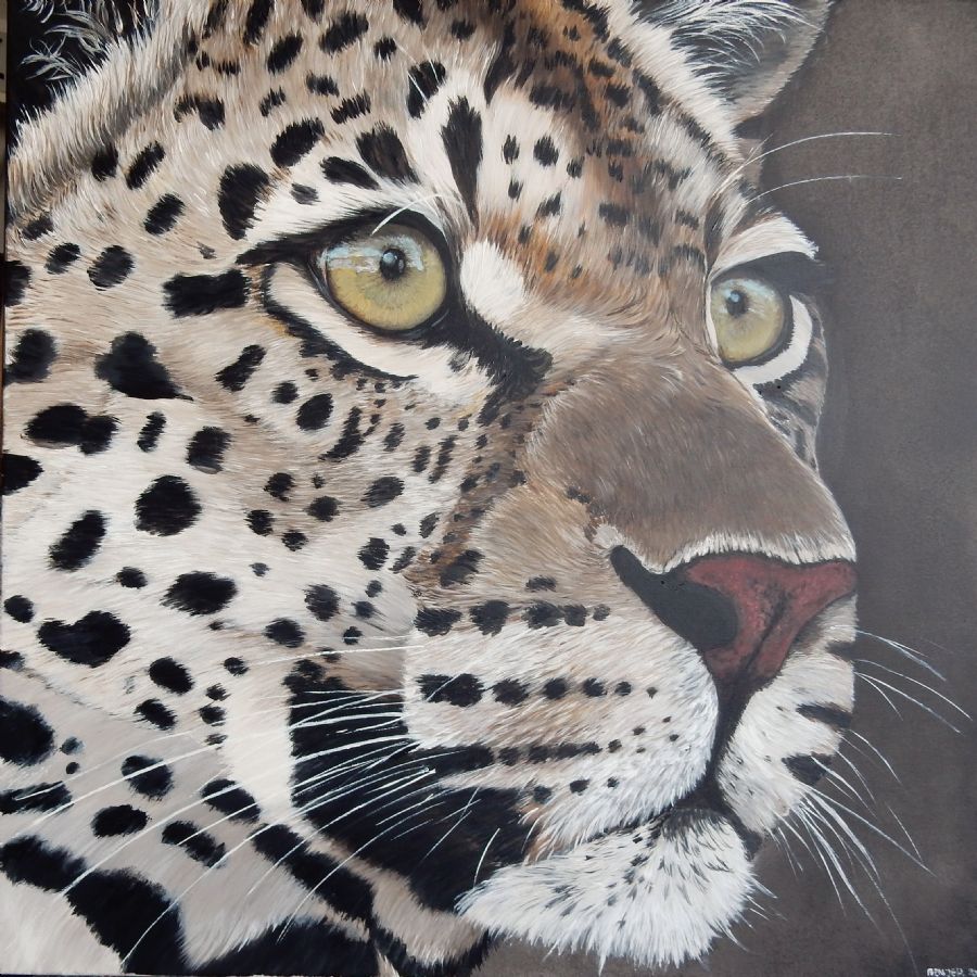 leopard