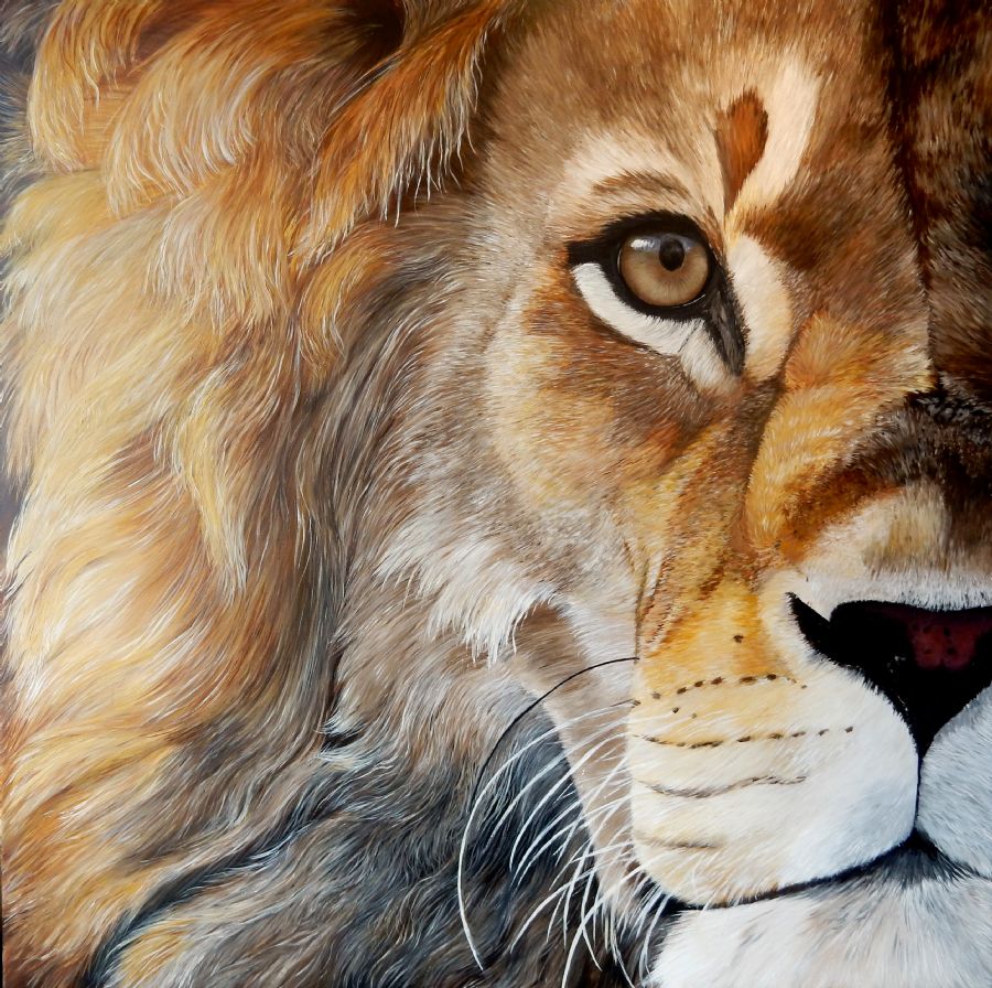 sunset lion