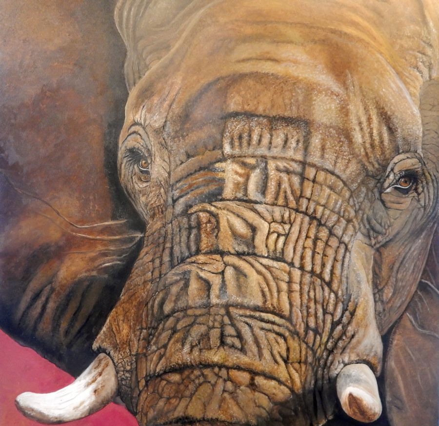 sunset elephant