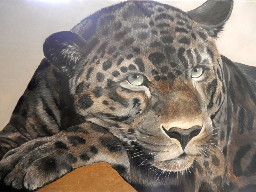 black leopard