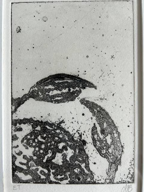 Krabbe – tryk/grafik af Maria Blaaberg
