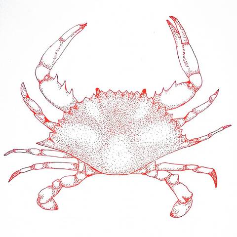 Crab