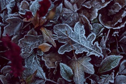 Første frost
