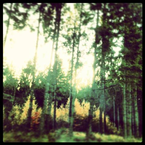Forest and fairytales