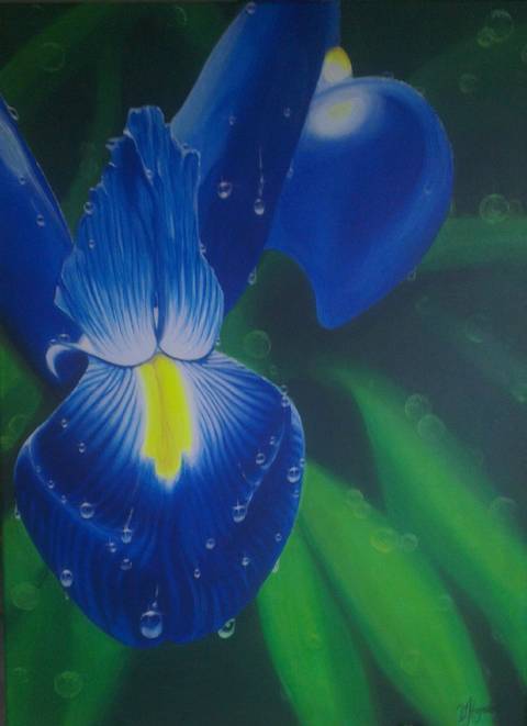Blå Iris
