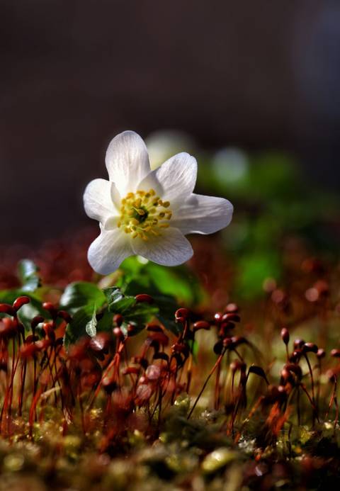 Spring