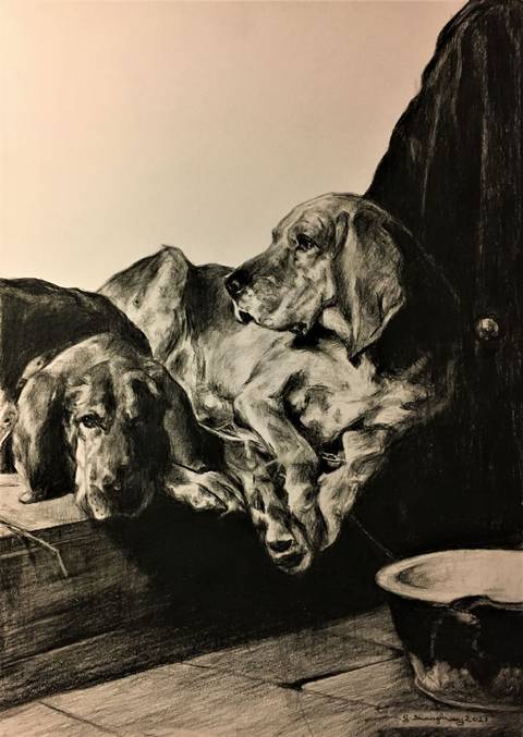 Dogs