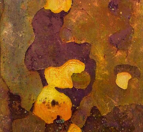 Platan 1