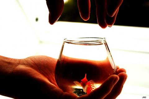 Fisk i glas
