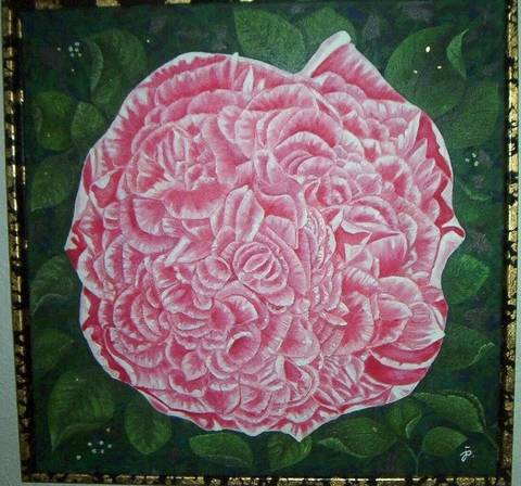 Krummelure Rose