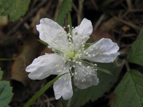 Den lille anemone