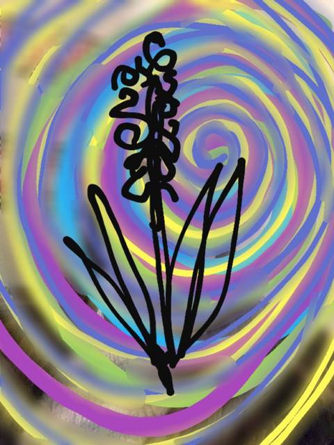 Hyacinth