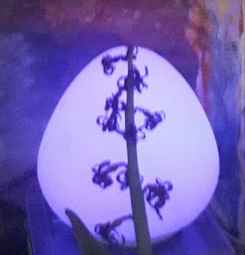 Hyacinth i lilla lys