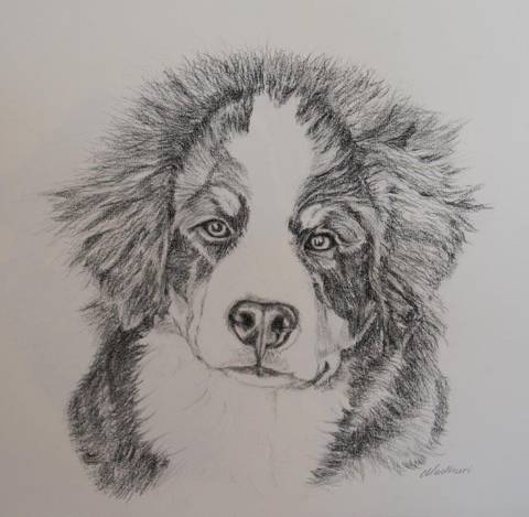 Gabi - Berner hvalp
