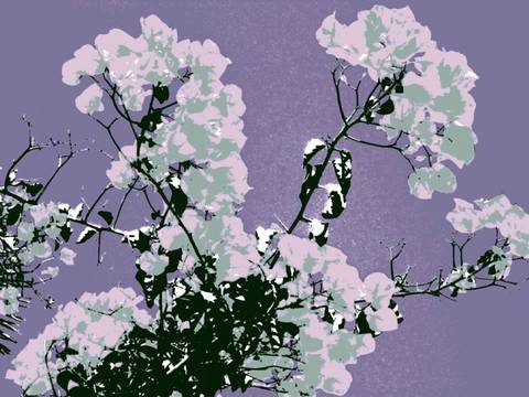MEX BLOMSTER. Lev. alle str.