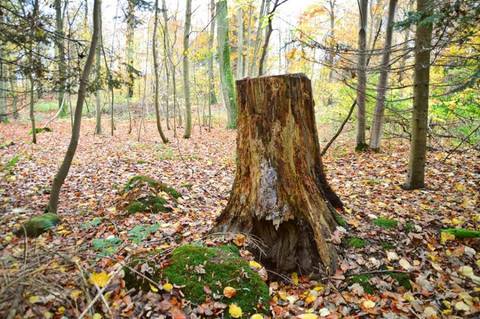 Træstub i efterårsskovbund