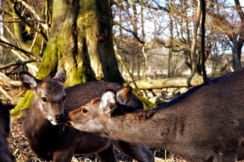 Kissing Bambi