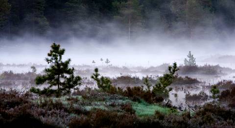 Morning Mist