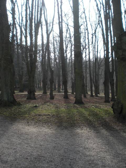 lysning